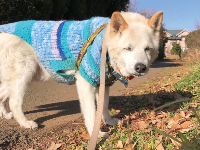 散歩しながら寝てる? ちなみに、東雲さんお手製のこのセーター、タイトルは「白犬に映えるマジカルブルー」(『おじいわんソーヤ』講談社より)