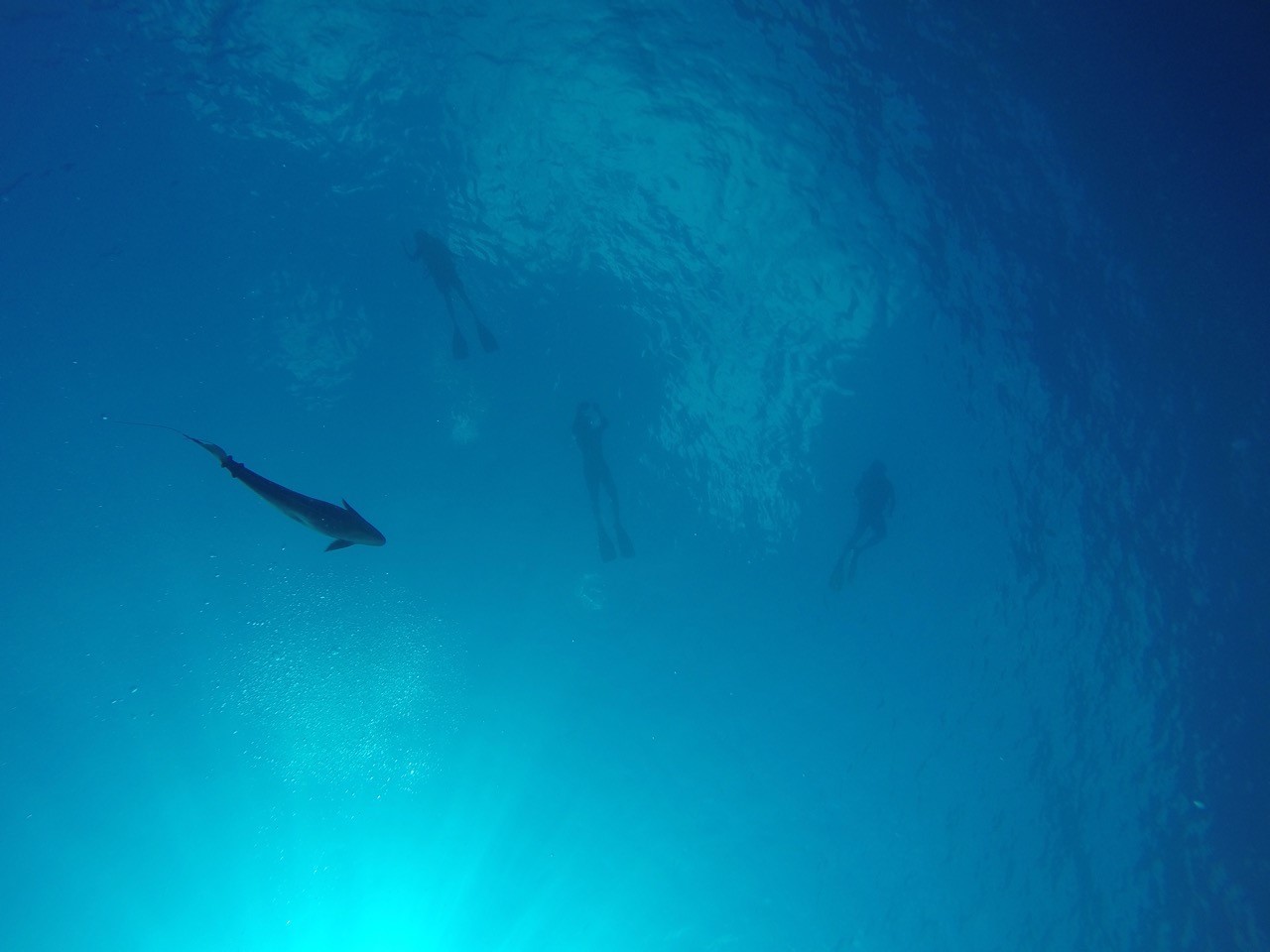 イルカたちから見れば、我々は未熟で進化の途中にある生き物でしかない。彼らのコミュニケーション能力は凄まじい