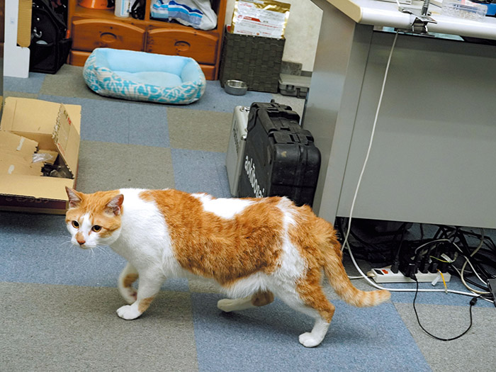 事務所内をのしのし歩くタマスケ
