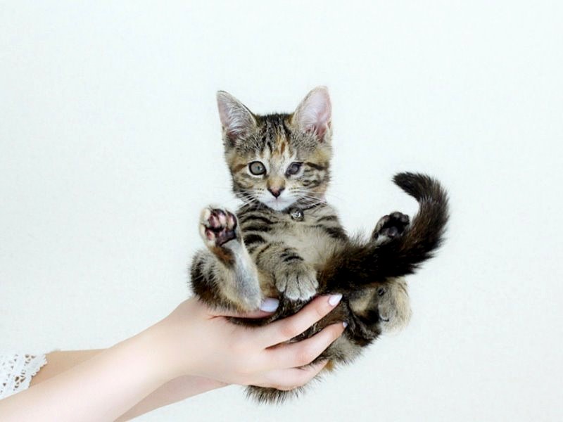 片手に乗るくらい小さかった子猫時代