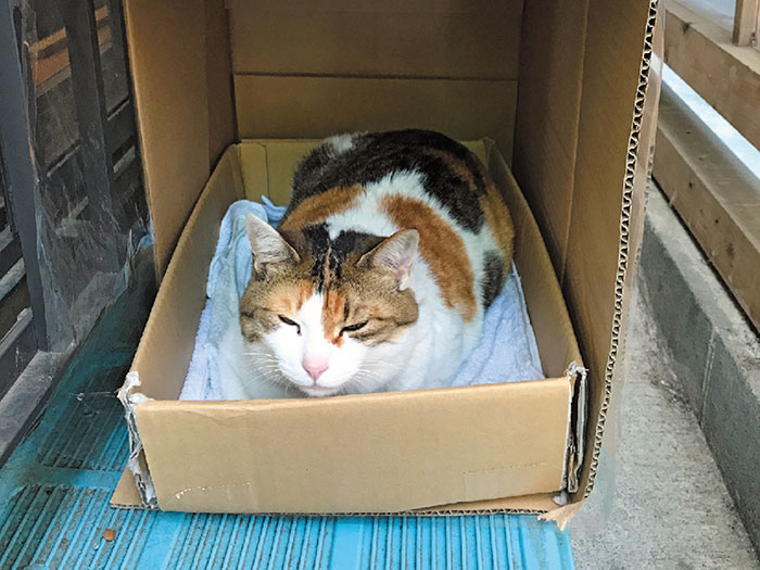 冬はヒーター入りのベッド、夏はお店脇の風通しのいい猫ハウスがお気に入り