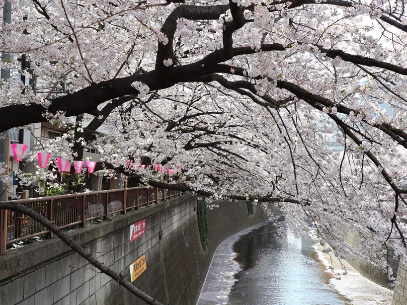 180329朝の花見809_1