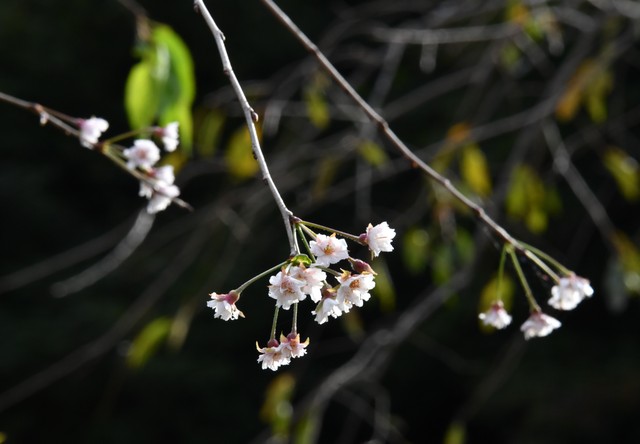 在宫城县仙台市青叶区的仙台城遗址,枝垂樱不合季节地绽放=摄于10月17