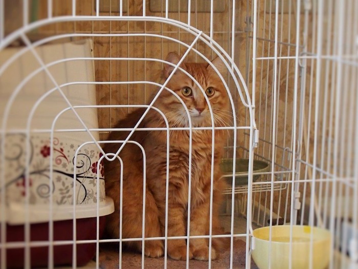 2014年2月。館サロンで、ケージ内から他の猫たちを眺める。