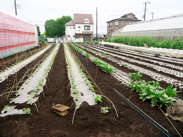 疲れる土_都市農園_18
