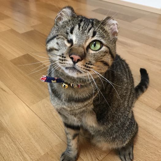 丸い耳が特徴的なミッキー
