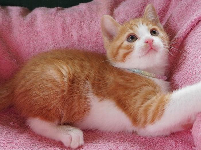 おもちゃが大好きで活発な子猫だった