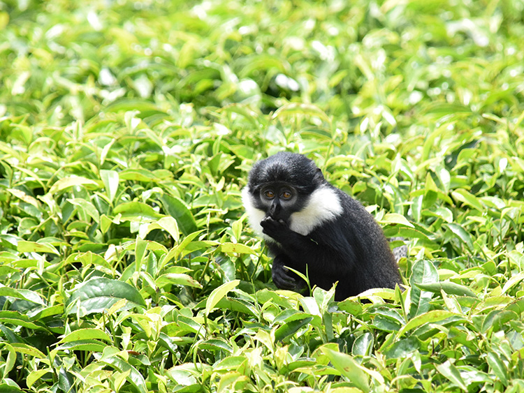 茶葉をむしゃむしゃ食べるサル。愛くるしい表情で何枚も写真を撮ってしまった=11月、石原孝撮影