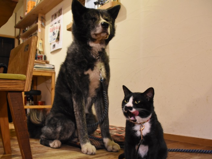 秋田犬の風雲丸(左)と猫の雷蔵。白と黒の模様がそっくり=岡山県津山市南方中、本間ほのみ撮影