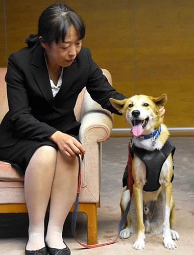 災害救助犬に認定されたコージーと斎藤のり子さん=11月28日午後4時26分、徳島県庁、佐藤祐生撮影
