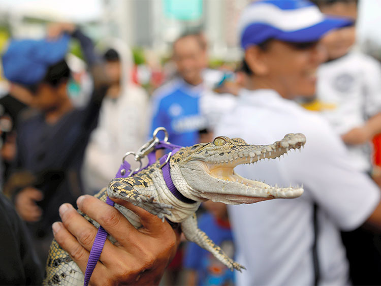 A man holds a one-year-old pet crocodile during a gathering of a reptile lovers club during car-free day in central Jakarta, Indonesia December 10, 2017. REUTERS/Darren Whiteside