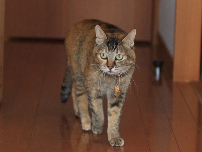 「あたし」の家族を紹介します