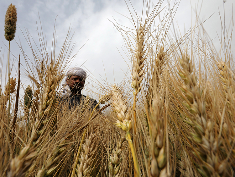 A farmer harvests wheat crop on a field in the El-Menoufia governorate, north of Cairo, Egypt May 1, 2019. REUTERS/Mohamed Abd El Ghany