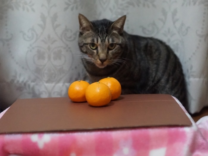 猫とこたつとミカンは”冬の3セット”