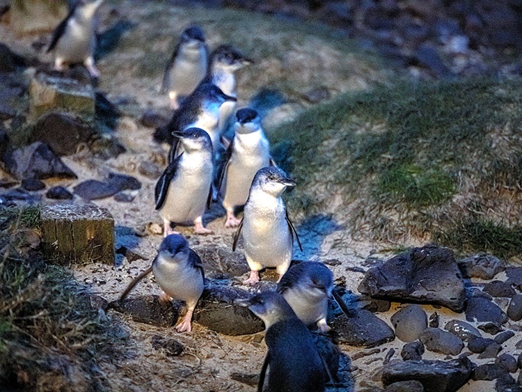 Penguins walk up from the shore at dusk on Phillip Island, Australia, July 10, 2019. An Australian state restored a habitat for the world's smallest penguins by removing every home from a coastal development. (Asanka Brendon Ratnayake/The New York Times)