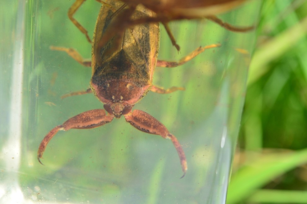 壁が作る世界_野生生物の宝庫_1