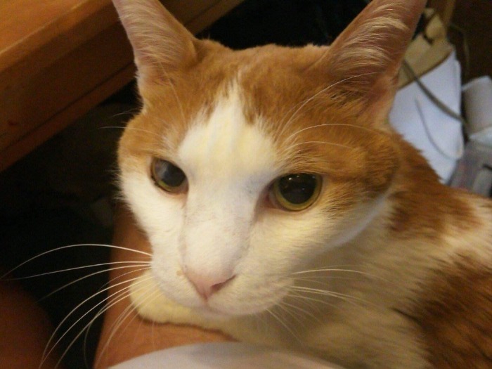 これが今の梵天丸。我が家の長男です。別名は「猫長」「兄者」。年下5匹の優しい兄貴で、お母さん大好きな甘えん坊