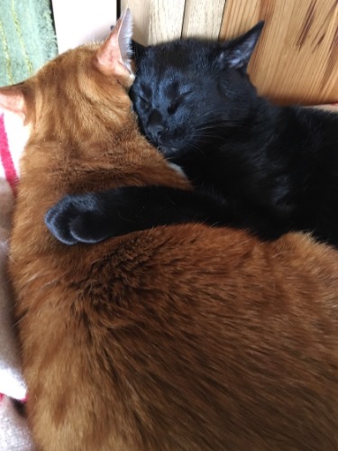 子猫時代、龍は虎千代にべったりだった