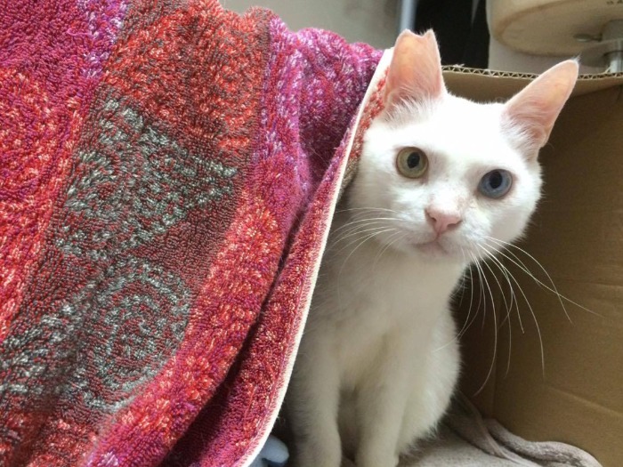 元地域猫のホワちゃん。とても愛嬌のある性格で、家族皆を和ませる存在となりました