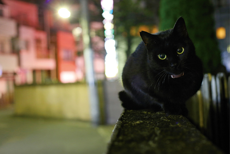 (1)黒ネコは 目にピントを 合わせて/オートフォーカスで毛にピントを合わせるのが難しいことがあるので、目にピントを合わせて。舌を出していたり、肉球が見えたりするポーズも黒ネコにはおすすめ
