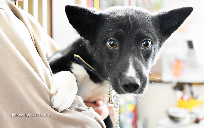 この子も保護犬です。実は足を切断しています。山で保護されたときにけがをしていました。医療費が必要なのです