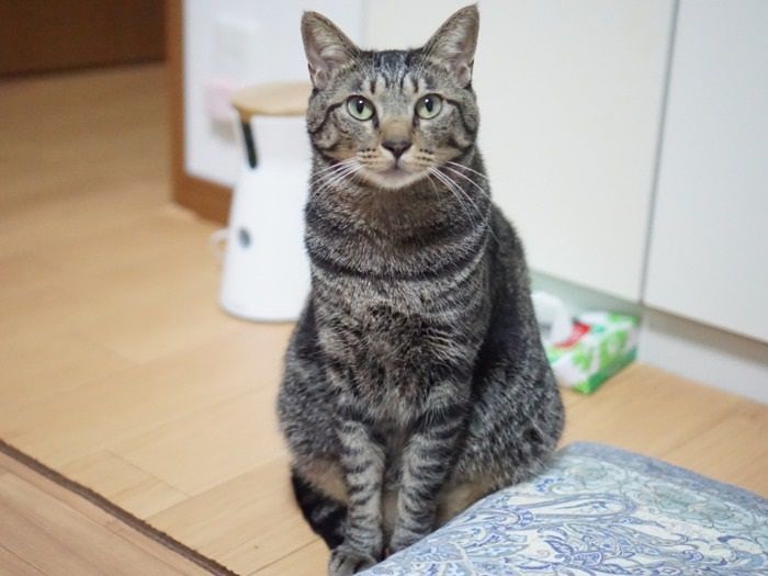 ふだんは朗らかなハッピー