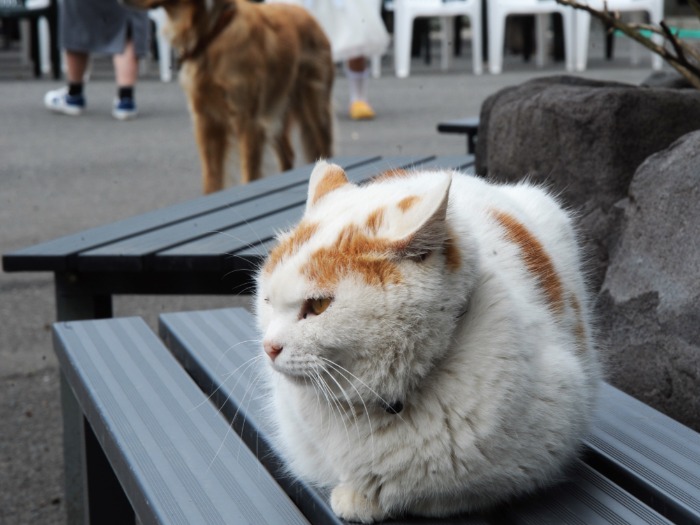 御誕生寺の境内には猫が気ままに過ごしている