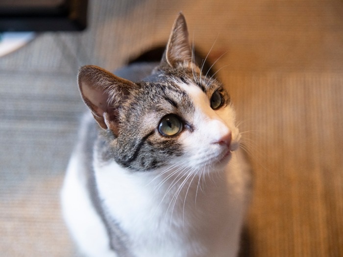 トライアルから出戻った、いちごちゃん