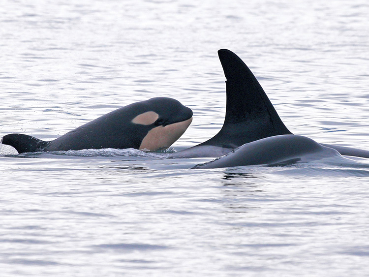 サザン・レジデンツの群れに生まれたシャチの赤ちゃんL124=Melisa Pinnow,Center for Whale Research via The New York Times/©2019 The New York Times。群れの頭数が減り続けているだけに、希望の灯にもなっている
