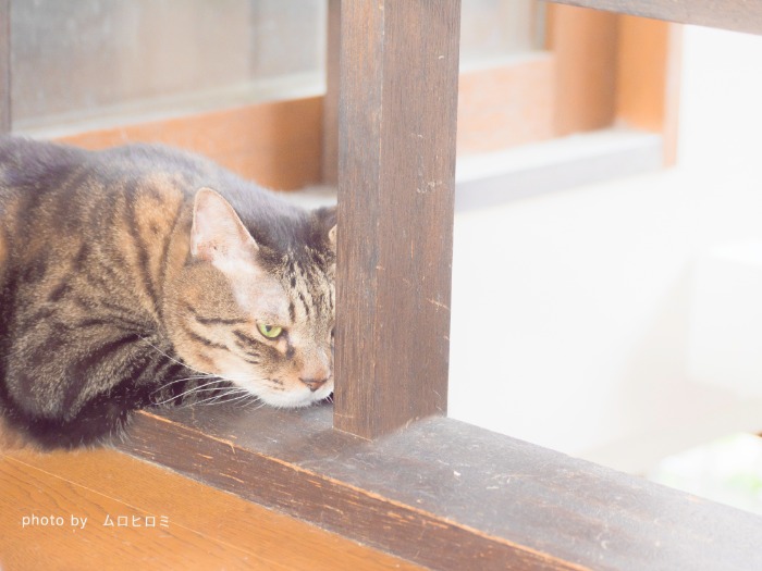 ボスのトラちゃん。彼も元保護猫
