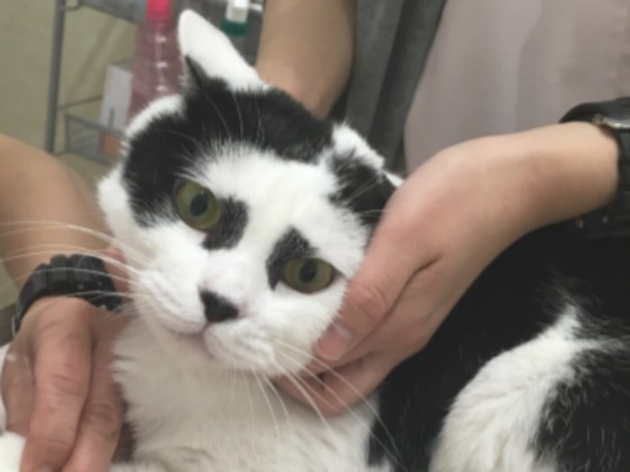 クールな顔で爪切り中(でも病院にくるまでは大騒ぎ)