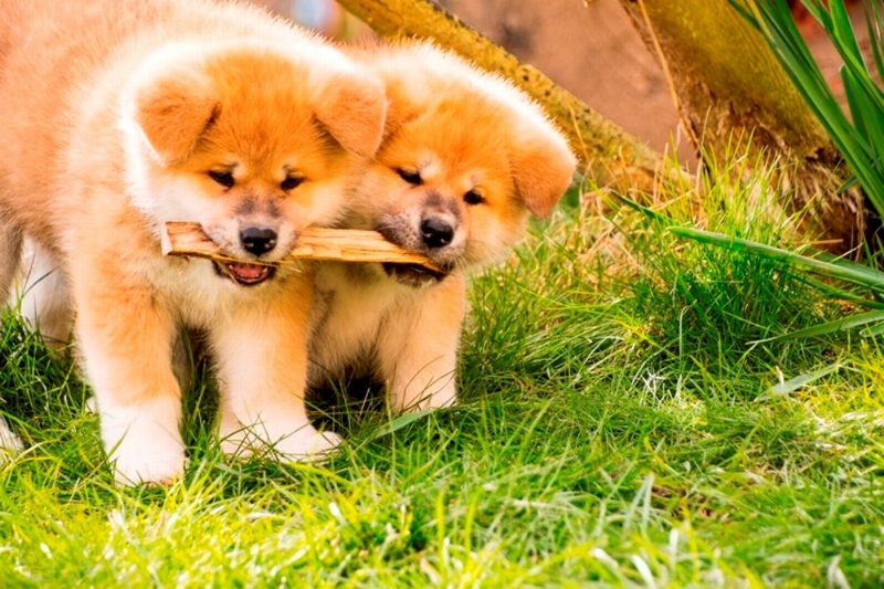生後7週目。モノをくわえて運ぶのが大流行『秋田犬のおやこ』より(酒巻洋子 写真・文 / 翔泳社 )