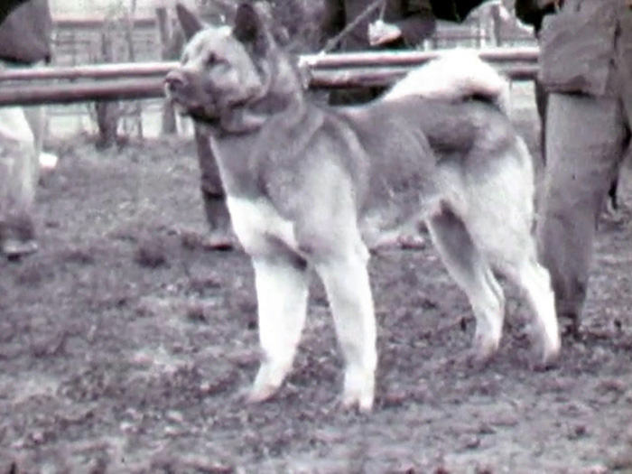 1958年の展覧会に登場した秋田犬。シェパードなど洋犬との混血を思わせる姿形で、今の秋田犬のイメージとはかけ離れている=ヤマザキ動物看護大提供の動画から