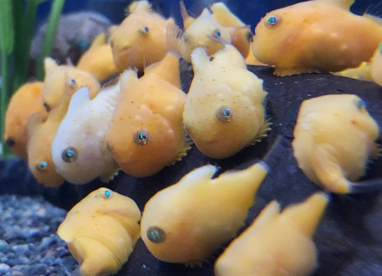 360DEGREE LIVES An odd fish with bulging eyes that never fails to