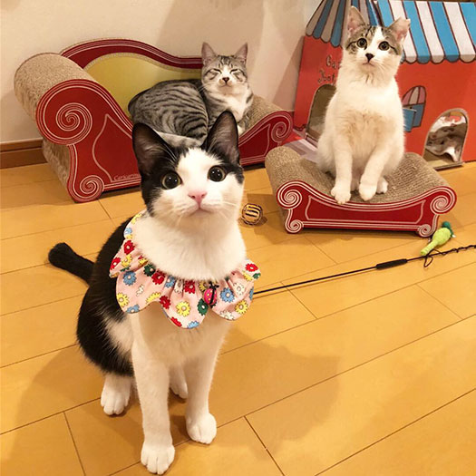 maiさんが預かり保護をした猫たち。すずらんちゃん(手前)、こよみくん(後ろ左)、こはくくん(右) (maiさん提供)