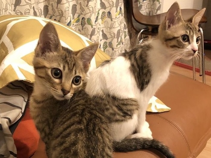 クリスマスにやってきた保護猫のちくわとじゃこてん