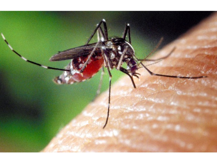 デング熱を媒介するヒトスジシマカ=米CDC提供