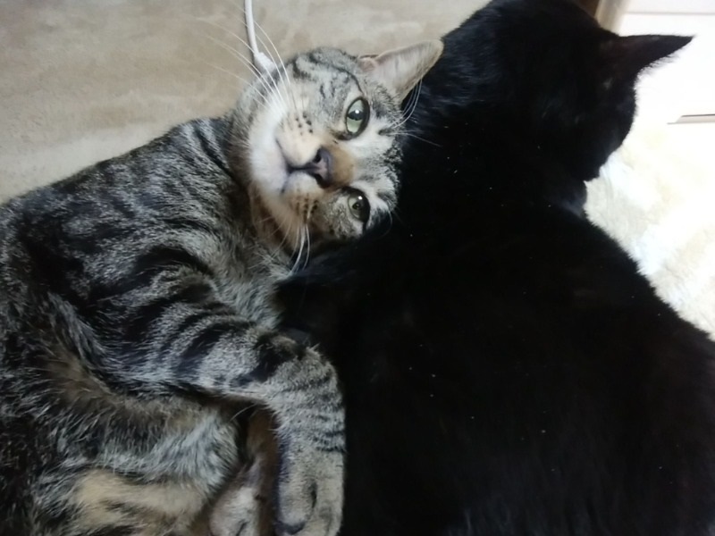 もう春だね~!でもなんか毛がモゾモゾするぞ