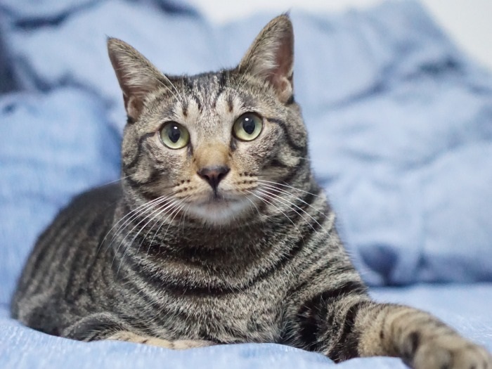2歳を過ぎて元気いっぱいの愛猫はっぴー