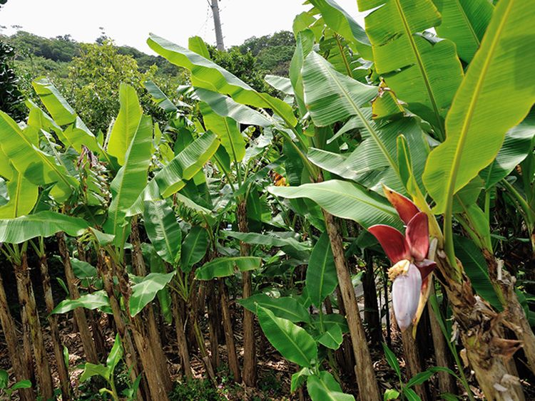 芭蕉布の原料となるイトバショウ(バナナの一種)の畑。織り手さんたちが自ら3年ほどかけて栽培する。(写真:Michael Man, Ka Lun(OIST))