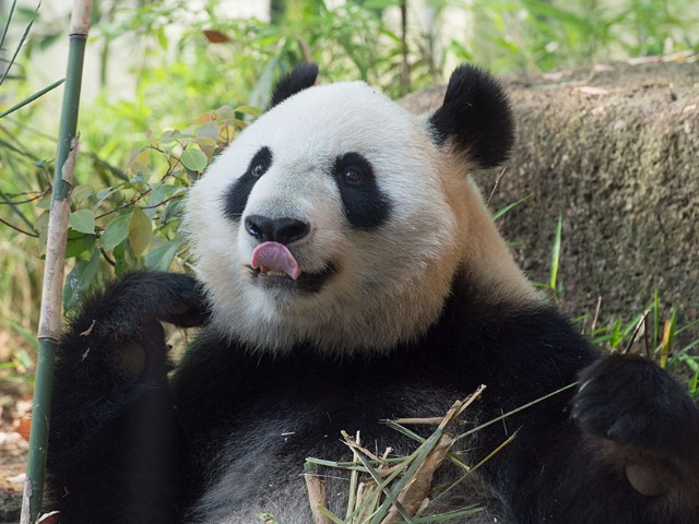 2000日以上「パンダ」を撮影するウェブデザイナー「シャンシャンは子どものような存在」