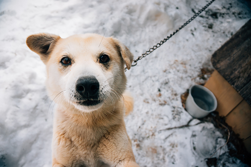 立ち上がり抱き付いてきた「ミッキー」。犬たちは人の訪問を心待ちにしていました(2014年3月11日撮影)