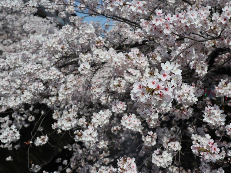 180329朝の花見809_3