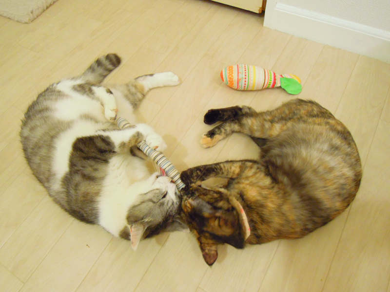 厳選されたまたたびを使った「にっぷ棒」だと、この通り、猫らもメロメロに