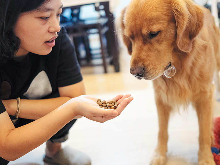 上海でゴールデンレトリバーの愛犬ダダにエサをあげるオリビア・レン=2018年9月15日、Yuyang Liu/©2018 The New York Times。米中貿易戦争の影響で、米国製ペットフードの価格が高騰し、飼い主たちは困っている