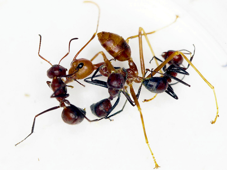 ボルネオ島で見つけた自爆アリの新種〈C.e.〉Colobopsis explodensと仕留めた外敵のアリ=Alexey Kopchinskiy via The New York Times/©2018 The New York Times。3匹のやや黒っぽいのがC.e.。少し大きく、茶色い一匹が外敵。