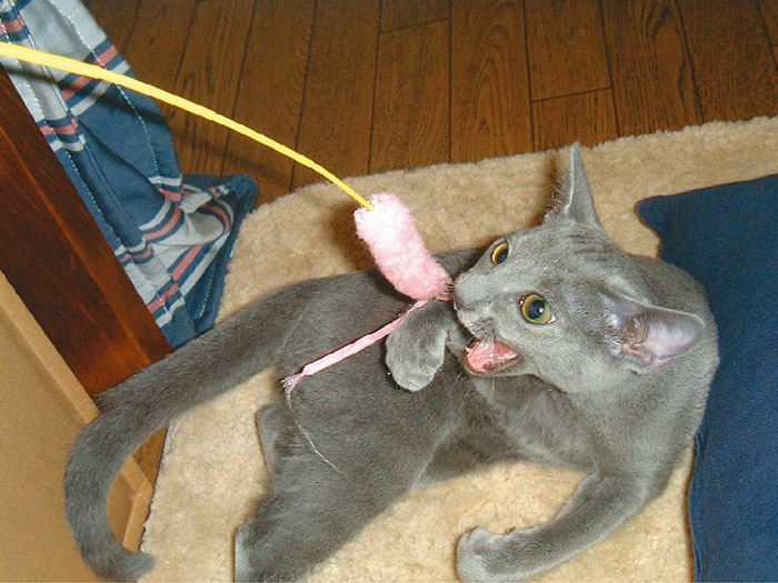 子猫時代の楽ちゃん(写真提供・岩崎裕治)