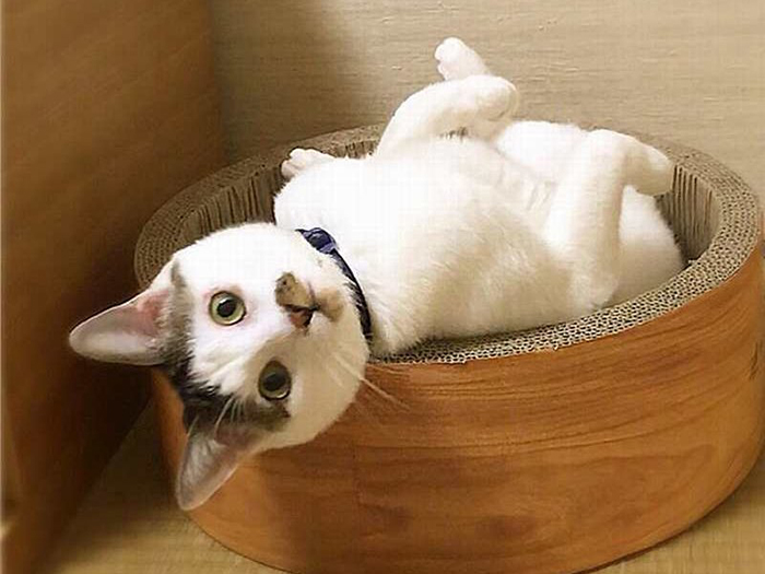 へそ天してリラックス中のボム