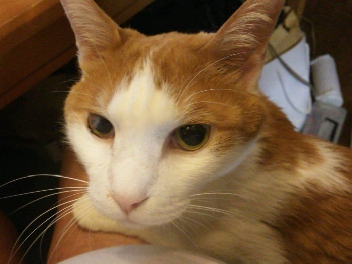 これが今の梵天丸。我が家の長男です。別名は「猫長」「兄者」。年下5匹の優しい兄貴で、お母さん大好きな甘えん坊