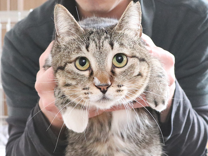 新しい飼い主を募集中(取材時点)のカイくん。